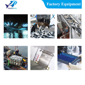 كميات كبيرة بالجملة، شحن سريع، سمك الماكريل الصيني الطازج المجمد (سمكور جابونيكوس تومسون) 10 كجم و15 كجم، سمك الماكريل الباسيفيكي - Product Image 6