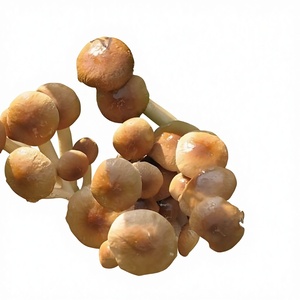 Polvo Concentrado <span class=keywords><strong>de</strong></span> Hongo Poplar Soluble Orgánico Natural <span class=keywords><strong>de</strong></span> Alta Calidad, Extracto <span class=keywords><strong>de</strong></span> Hongo Poplar - Product Image 4