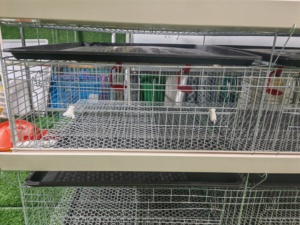 Vente Flash : Cage Verticale d'Élevage de Poussins à Mailles Denses Anti-Pincement et Anti-Escape pour l'Élevage de Jeunes Poulets - Product Image 4
