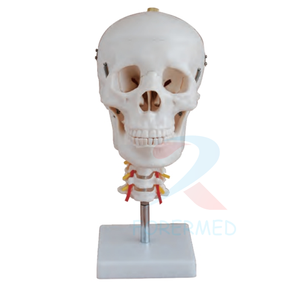 Molde de enseñanza médica Cráneo de tamaño real con músculos pintados <span class=keywords><strong>Huesos</strong></span> de colores Cerebro Cráneo de plástico artificial Modelo de <span class=keywords><strong>esqueleto</strong></span> - Product Image 6