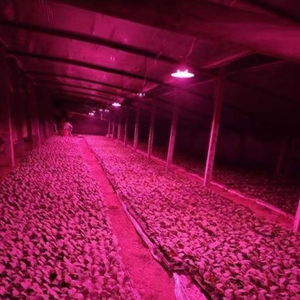 UFO nhà kính Rồng Hoa cúc niềm đam mê trái cây ánh sáng tăng trưởng thực vật quang phổ đầy đủ - Product Image 4