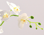 Plante en pot d'orchidée Phalaenopsis artificielle au toucher réel, tige haute, fausse orchidée papillon, bonsaï