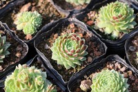 Pots de jardinage en plastique souple jardinière pépinière et tubes de plantes d'intérieur pour les semis tubes de culture