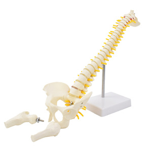 Modelo <span class=keywords><strong>de</strong></span> Espina Dorsal Humana Genuina <span class=keywords><strong>de</strong></span> 50 cm, Flexible, con <span class=keywords><strong>Huesos</strong></span> <span class=keywords><strong>de</strong></span> Pierna y Articulación Pélvica - Product Image 5