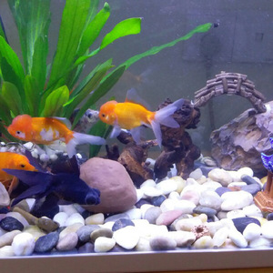 Natural Multicolored Polished <strong>Pebbles</strong> <strong>Stones</strong> for Courtyard Landscaping Fish Tanks Flower Pots Rain Gardens Outdoor Villa Use - Product Image 4