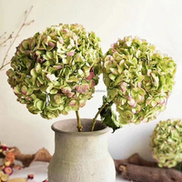 Hortensia séché naturel Anna bicolore dégradé, tige unique, blanchi, fleur éternelle pour décoration de mariage et de maison