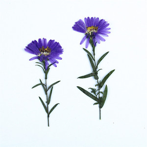 Fleurs d'<span class=keywords><strong>aster</strong></span> violettes séchées et pressées à faire soi-même avec tiges pour la fabrication de bougies, l'intégration dans le savon, la résine époxy et la décoration artisanale - Product Image 6