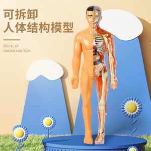 Modelo de Anatomía Humana de Plástico Desmontable, Juguete Educativo de Ciencias Médicas, Estructura Corporal 3D - Product Image 1