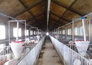 Di alta Qualità automatico <span class=keywords><strong>pig</strong></span> <span class=keywords><strong>feeder</strong></span> maiale alimentatore per la vendita filippine alimentatore maiale - Product Image 5