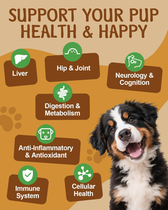 Complément alimentaire 9 en 1 pour chiens - Champignon Turkey Tail pour chiens - avec Turkey Tail, Reishi, Lions Mane - Product Image 4