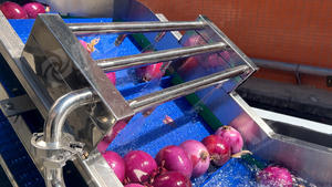 Aanpasbare IKE uienverwerkingslijn, efficiënte apparatuur voor het schillen en snijden van uien - Product Image 5