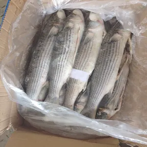 Frozen Grey Mullet Fish Whole Round