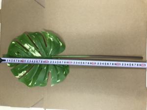 60-67 أوراق اصطناعية مزخرفة أوراق نخيل مونستيرا أوراق الموز - Product Image 4