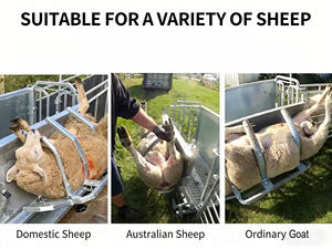 Jaula Portátil Ajustable para Ovejas y Cabras, Equipo de Manejo de Ganado para Uso Comercial - Product Image 4