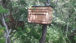 Nid d'abeilles simulé biomimétique à double étage en bois pour l'élevage des abeilles et la récolte du miel - Product Image 6