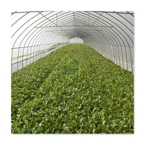 Tunnel élevé Prix compétitif Légumes à feuilles Équipement agricole hydroponique commercial Systèmes de serre