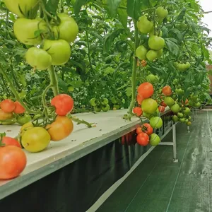 Agricultura vertical transparente do sistema hidropônico do recipiente do grande multi camada do tomate esperto automático para a venda