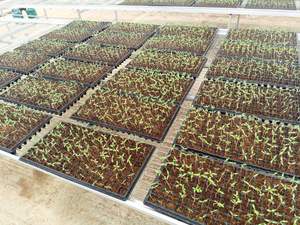 Plantlogic d'irrigation latérale en plastique PVC hydroponique <span class=keywords><strong>substrat</strong></span> de culture de plantes gouttière de culture de toit de serre - Product Image 4