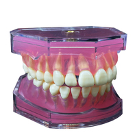 Modelo de práctica de goma blanda dental de simulación de 28 dientes con dientes extraíbles