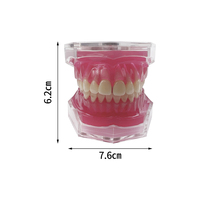 YOUYA DENTAL MX-038 Modèle dentaire en résine, dents amovibles, modèle anatomique pour l'étude et l'enseignement, gingive souple, Typodont