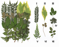 Feuilles séchées pressées naturelles, 84 pièces, assortiment de feuilles florales réelles pour la résine époxy, les bijoux, les bougies, les savons, la décoration des ongles, les travaux manuels DIY