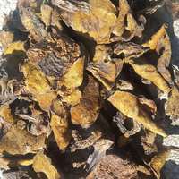 Champignons Suillus Luteus L Exfor, champignons sauvages bruts séchés entiers de Chine, à vendre