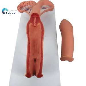 Modèle d'anatomie de l'utérus bovin, aide pédagogique pour la <span class=keywords><strong>formation</strong></span> vétérinaire, destiné à l'éducation médicale animale et à la <span class=keywords><strong>formation</strong></span> pratique en écoles vétérinaires - Product Image 2