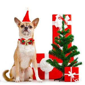 Kingtale Colliers de Noël pour chat Breakaway avec nœud élégant Collier de <span class=keywords><strong>chaton</strong></span> de Noël à carreaux rouges et verts avec cloche <span class=keywords><strong>Noeud</strong></span> <span class=keywords><strong>papillon</strong></span> amovible - Product Image 6