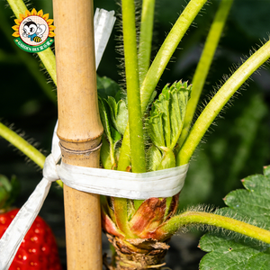 Corde de soutien pour plantes en non-tissé Garden Bee Soft, guide de grimpement pour tomates en serre, ficelle de jardin biodégradable - Product Image 2