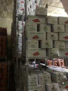 <span class=keywords><strong>Carote</strong></span> Fresche Biologiche e <span class=keywords><strong>Semi</strong></span> di Carota all'Ingrosso da Fornitore Cinese, Prezzo Competitivo <span class=keywords><strong>per</strong></span> Uso Alimentare - Product Image 3