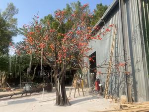 <span class=keywords><strong>Arbre</strong></span> artificiel de style chinois, simulé, en forme de kaki, pour la décoration intérieure d'hôtels, en fibre de verre, <span class=keywords><strong>arbre</strong></span> fruitier artificiel - Product Image 4