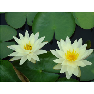 ผงสารสกัดจาก <span class=keywords><strong>Nymphaea</strong></span> <span class=keywords><strong>tetragona</strong></span> จากธรรมชาติแบบ100% - Product Image 2