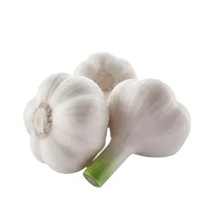 Supply China New Crops Fresh Vegetables Fresh Pure White Garlic Ordinary Garlic For Wholesale