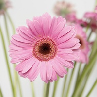 Tanaman Gerbera, tumbuhan alami tangkai panjang gaya Ins 2024, bunga potongan segar untuk dekorasi rumah, bunga segar