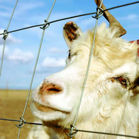 Grillage galvanisé haute résistance pour clôture de bétail, filet de protection durable pour fermes et champs, idéal pour l'élevage de moutons, chevaux et autres animaux.