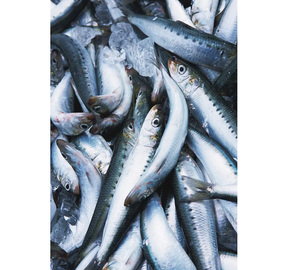 Sardinas Congeladas de Alta Calidad, Enteras y Redondas, Sardinella Aurita, 12-16 16-20 Piezas/kg, BQF, Precio al por Mayor - Product Image 6