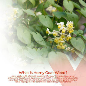 OEM Horny козья травка капсулы 200 мг 30 количество минимум 50% Icariin <span class=keywords><strong>Epimedium</strong></span> <span class=keywords><strong>Brevicornum</strong></span> - Product Image 6