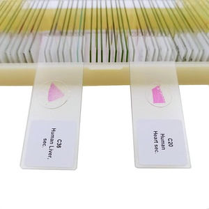 50 Stück Human Histology Tissue Prepared <span class=keywords><strong>Microscope</strong></span> <span class=keywords><strong>Slides</strong></span> - Product Image 3
