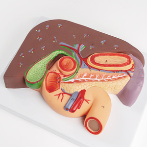 Lever Milt Alvleesklier En Theduodenum Maagmodel 270X200X60 (Mm) Smd05421 - Product Image 4