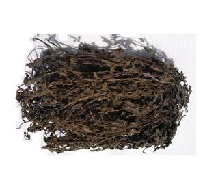 Feuilles de gelée d'herbe séchée/Mesona Chinensis du Vietnam - Product Image 4