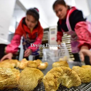 Vente en gros d'herbes saines de crinière de lions de qualité supérieure séchées de 5 à 8cm Champignon intelligent pour la culture biologique naturelle du thé et du café gommeux - Product Image 2