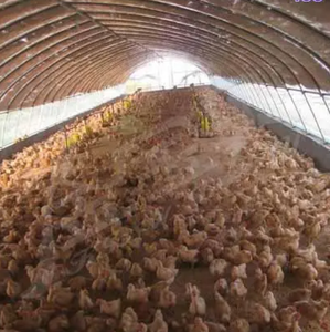 Inek/sığır çiftliği fermantasyon yatağı için özel bakteri/mikrobiyal probiyotikler - Product Image 3