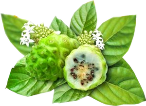 Jus de Noni fermenté naturellement de 8 à 12 semaines, origine <span class=keywords><strong>zone</strong></span> volcanique de Hainan, boisson légère bien-être enrichie en plus de 200 nutriments actifs - Product Image 4