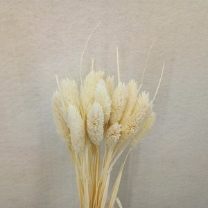 Mini flor seca Natural pequeña gema hierba <span class=keywords><strong>Phalaris</strong></span> - Product Image 4