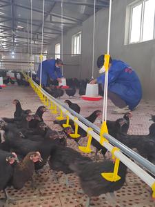 poultry farming Modern Steel Structure Chicken Building Farm Poultry House Design - Product Image 6