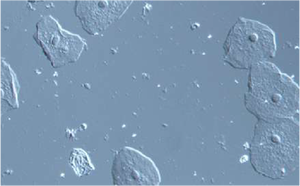 <span class=keywords><strong>Microscope</strong></span> inversé de recherche de BS-2097MM de BestScope avec la configuration de <span class=keywords><strong>micromanipulator</strong></span> - Product Image 4