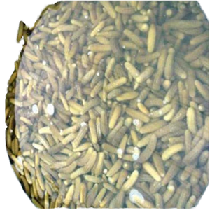 Cornichons conservés à l'acide acétique Légumes infusés au vinaigre - Product Image 1