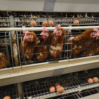 Équipement entièrement automatique de type A, cage à poules pondeuses à 4 niveaux pour 128 oiseaux, pour entreprise d'élevage avicole commercial