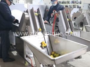 Macchina Automatica per Tagliare <span class=keywords><strong>Lime</strong></span> Affettatrice per Limoni Taglierina a Cuneo - Product Image 3