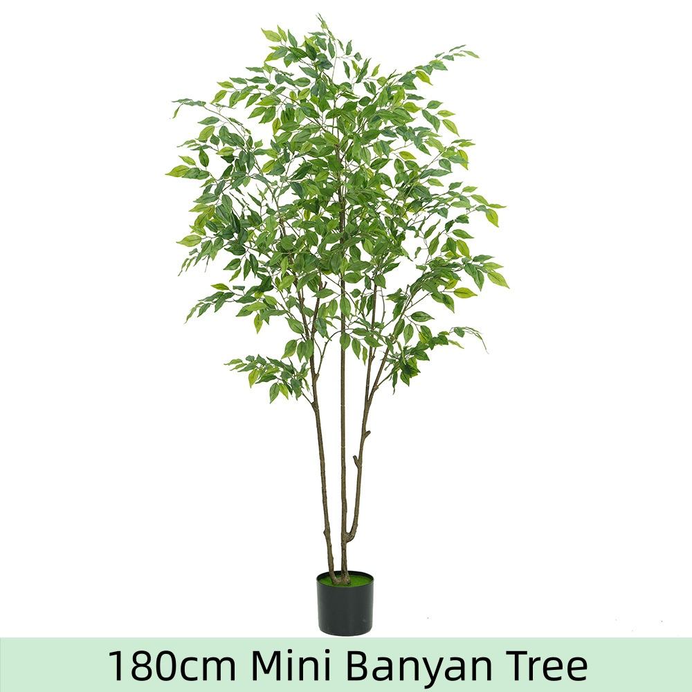 ต้นไทรจิ๋วสูง 180 ซม.